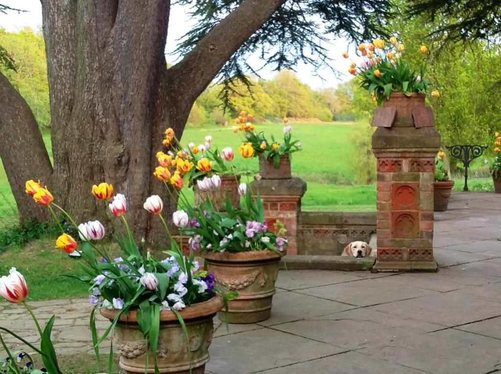 Bed and Breakfast Hambledon House à Godalming Extérieur photo